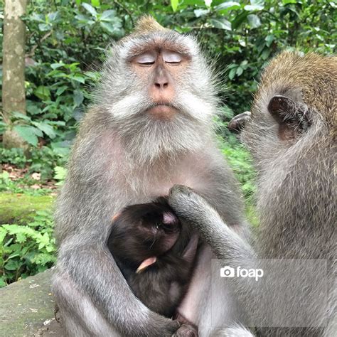 The Most Funny Pictures Of Monkeys On Foap Foap Community