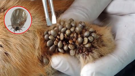 We Are Help This Poor Dog From Dangerous Ticks Attack Ticks On Dogs