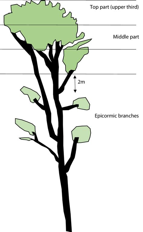 Definition Of Assessed Parts Of The Tree Crown Drawing S Fleck