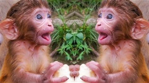 Adorable Baby Monkey Can Eat All Normal Food Youtube