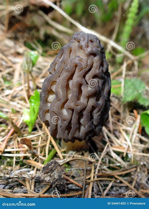 Wild Morel Mushroom In The Forest Stock Photo Image Of Plants