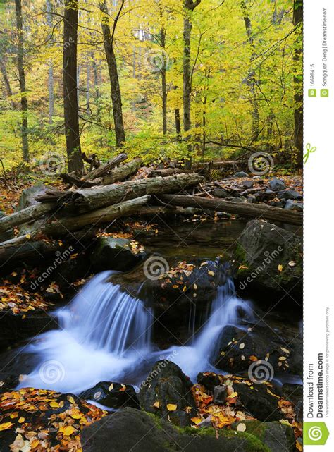 Autumn Creek Closeup In Forest Stock Image Image Of Beautiful Maple