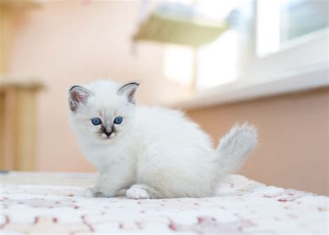 15 Things You Didnt Know About The Birman Letsgetpet