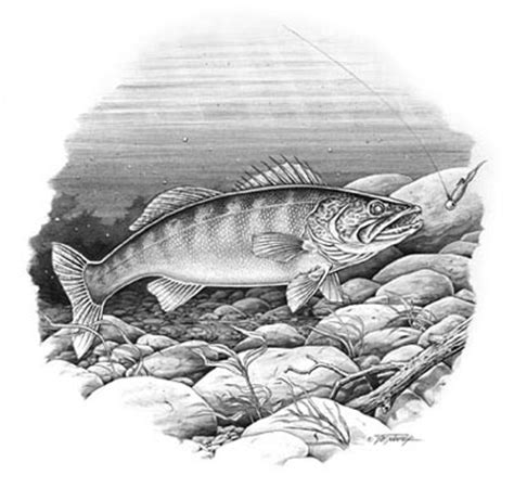 Print and colour in this alphabet colouring page at home or in the classroom setting when learning the sound of the letter x. "Walleye"