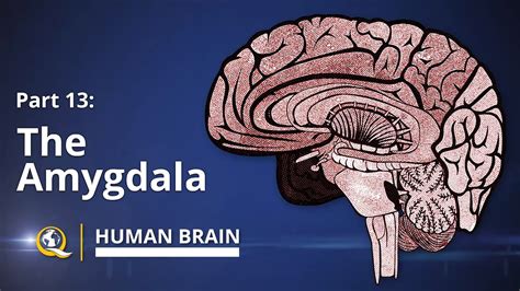 Amygdala Human Brain Series Part 13 Youtube