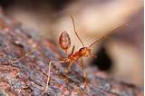 Images of Size Of Fire Ants