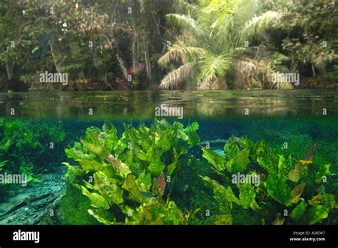 Freshwater Plants And River Side Trees In National Freshwater Spring