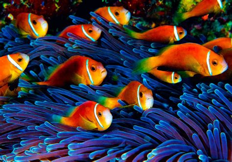 Displaying 13 Images For School Of Tropical Fish Wallpaper