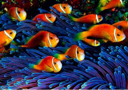 Fish Geographic National Tropical Nature Colorful Animals
