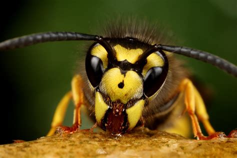 Common Uk Wasp That Stings By Macrojunkie On Deviantart