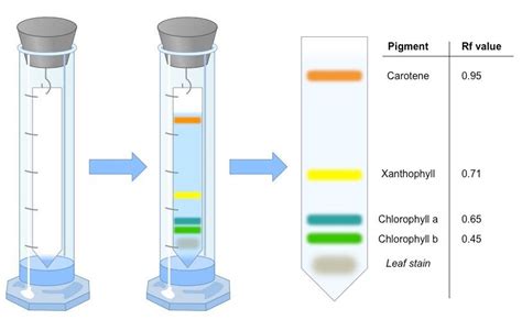 Paper Chromatography Definition Types Principle Steps Uses Artofit