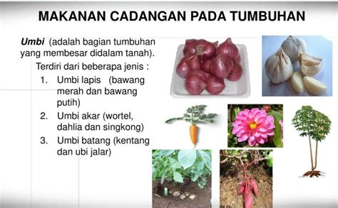 Oleh sebab itu, kentang termasuk umbi batang dan bukan umbi akar. Ciri Ciri Umbi Akar / Perkembangbiakan Pada Tumbuhan ...