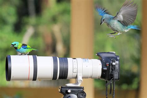 Летят утки и два гуся или Как сфотографировать птицу в полете