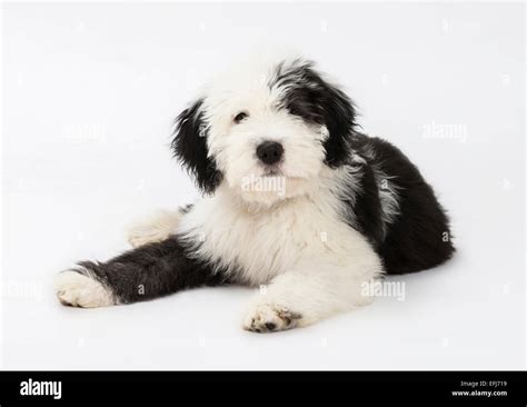 Old English Sheepdog Puppy Hi Res Stock Photography And Images Alamy