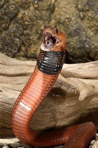 Red Spitting Cobra Facts And Pictures Reptile Fact