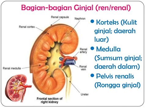Jelaskan Bagian Bagian Ginjal Tanya Tugas Sekolah Ke Guru Pintar