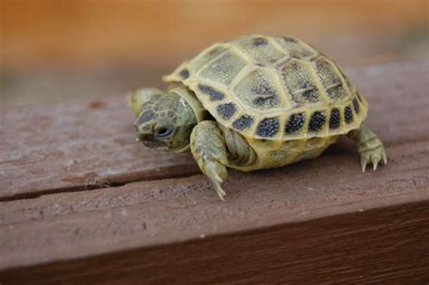Baby Russian Tortoises For Sale