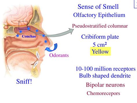 Ppt Sense Of Smell Powerpoint Presentation Free Download Id1384807