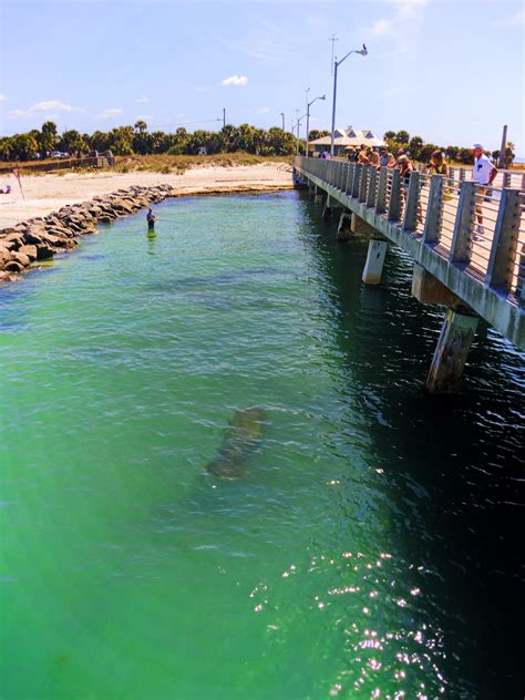 Manatee from Pier at Fort De Soto County Park 5 - 2 Travel Dads