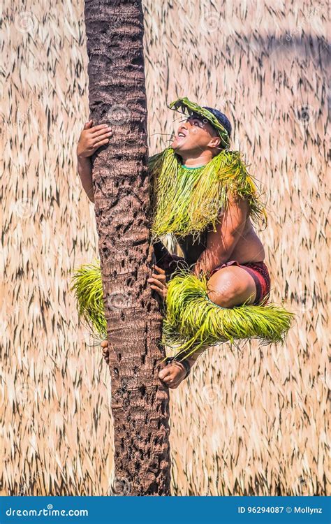 A Samoan Man Demonstrates How To Climb A Coconut Tree Editorial