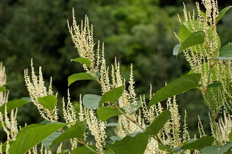 Japanese Knotweed Guide How To Remove It And Stop It From Spreading