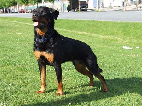 In fact, both rotties and dobermans share very similar qualities in both looks and temperaments. Sam (Dobermann, Rottweiler) | Mischling - Mix