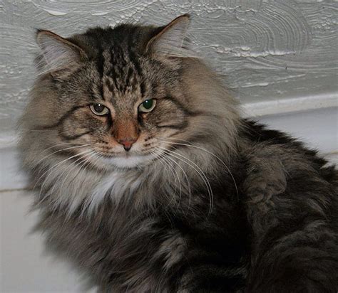 Beautiful Norwegian Forest Cat Chat Foret Norvège