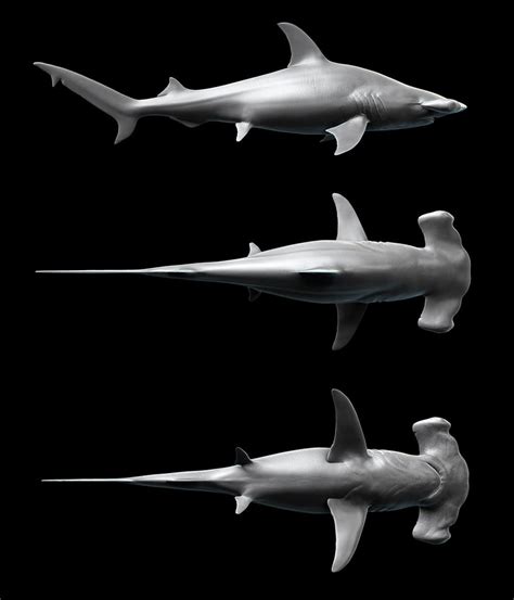 Hammerhead Shark Sphyrna Mokarran By Kimsuyeong81 On Deviantart