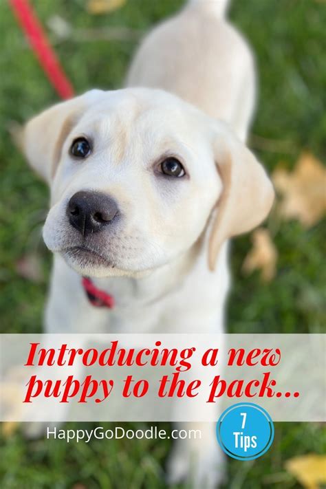 Train your puppy quickly & easily! Introducing a New Puppy to the Pack: 7 Steps That This Dog ...