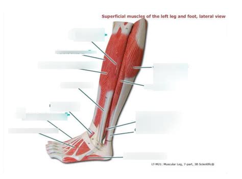 Ch Superficial Muscles Of The Left Leg And Foot Lateral View Ii