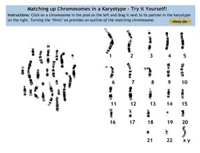 Student exploration human karyotyping gizmo answer key. Karyotype Station Activities - WELCOME TO SCIENCE LESSONS ...