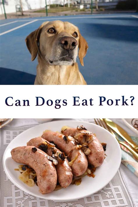 Are Pork Chop Bones Safe For Dogs Keepingdog