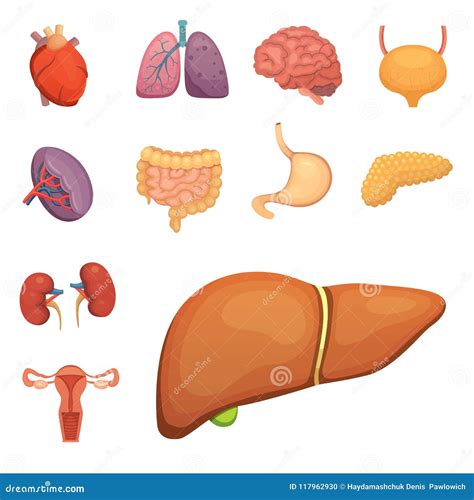 Órganos Humanos De La Historieta Fijados Anatomía De Los Ejemplos Del