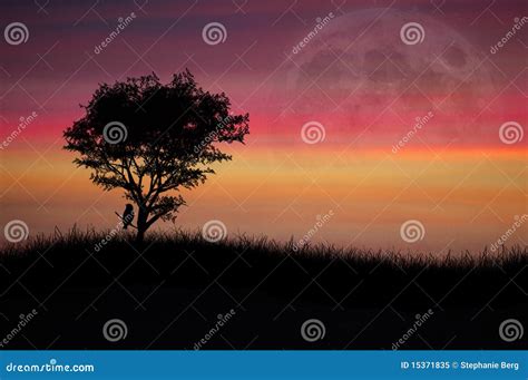 Lone Tree At Sunset Stock Image Image Of Tranquility 15371835