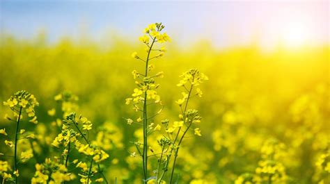 Moreover, they offered mips for three types to take account of the product variety upon importation (biodiesel obtained from soybean, pal m or canola oil) on the basis of the feedstock coefficients established during the ip. Rapeseed Oil (Canola Oil): Uses, Benefits, and Downsides