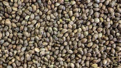 Female Vs Male Hemp Plant What Is The Difference High Grade Hemp Seed