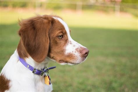 E News 藍 Brittany Dog Pictures Info Care Guide And Traits Breed Guide