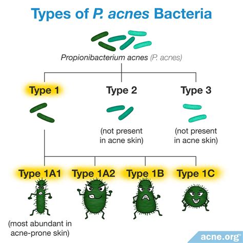 Do Different Strains Of Bacteria Affect Acne Differently