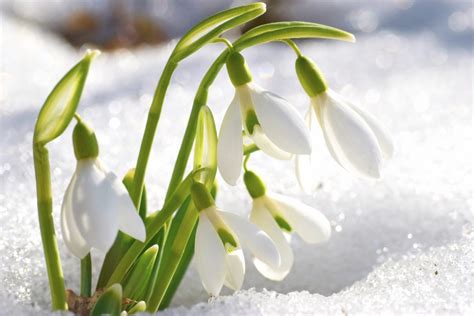 But the rain is what makes the flowers bloom. Top 10 Flowers That Bloom in Winter | Pouted.com