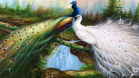 Beautiful Peacock Wallpapers Top Free Beautiful Peacock Backgrounds