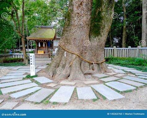 The Giant Camphor Tree In Front Of The Gate Of Shoren In Monzeki Temple