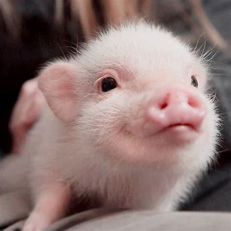 Pin By Mary D On Puerquis Cute Baby Pigs Baby Animals Pictures Cute
