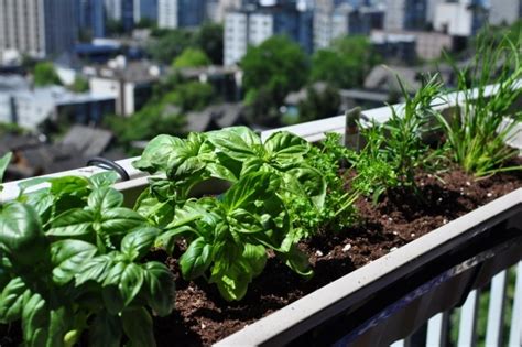 Plantes Aromatiques Au Balcon Comment Cultiver Les Herbes
