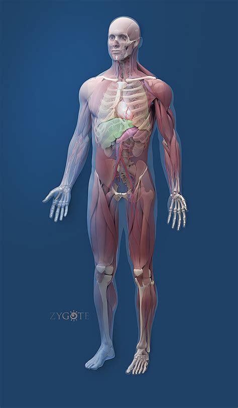 Human Anatomy 3d Internal Organ Anterior View