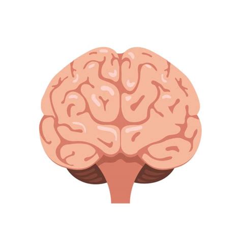 Brain Illustration Frontal