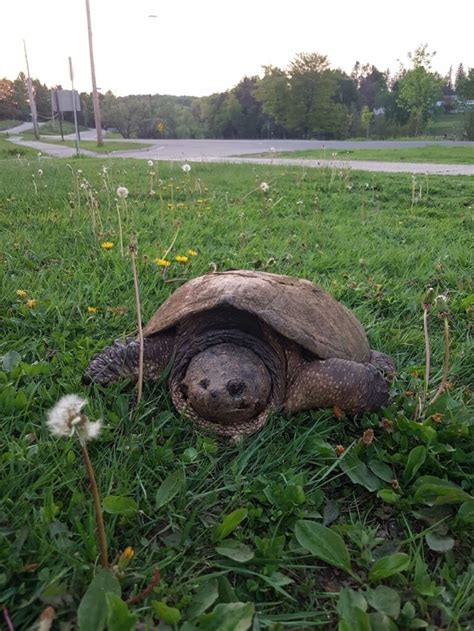 Meet Grace Ontarios 125 Year Old Snapping Turtle The Narwhal