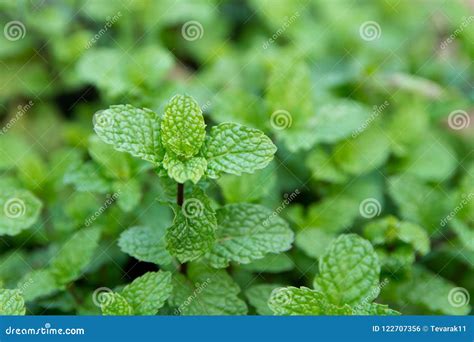 Green Peppermint Leaves Background Fresh Peppermint Growing In Stock