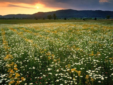 Walk Through Fields Of Happiness At These Ultimate Wildflower Hikes