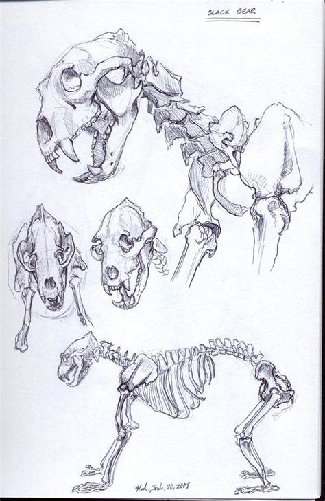 Animal Bones Drawings