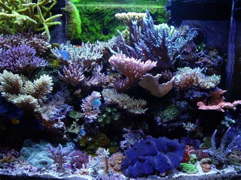 These Are Some Of The Best Corals To Let Grow On The Back Wall Of Your